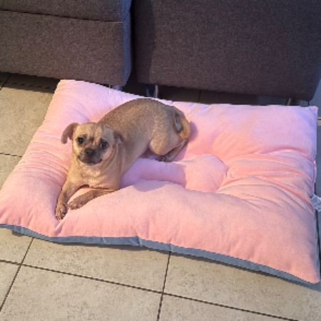 cartel de perro en_adopcion