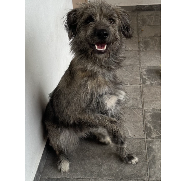 cartel de perro en_adopcion