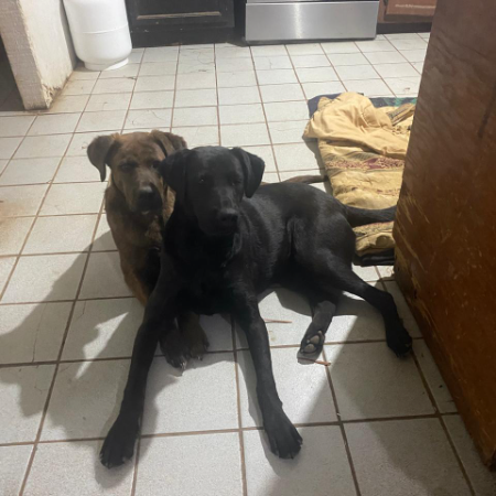 cartel de perro en_adopcion