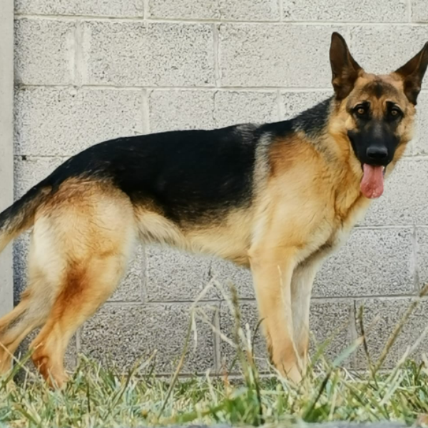 cartel de perro en_adopcion