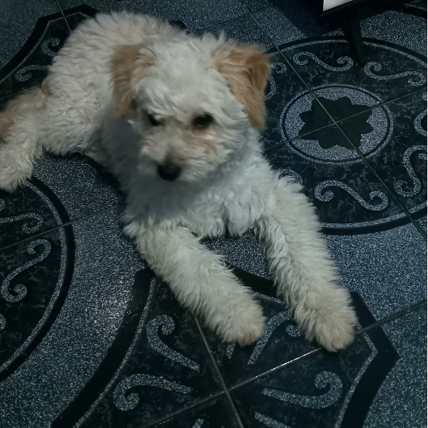 cartel de perro en_adopcion