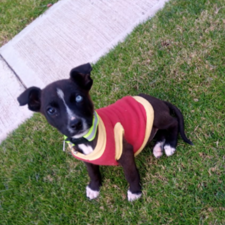 cartel de perro en_adopcion