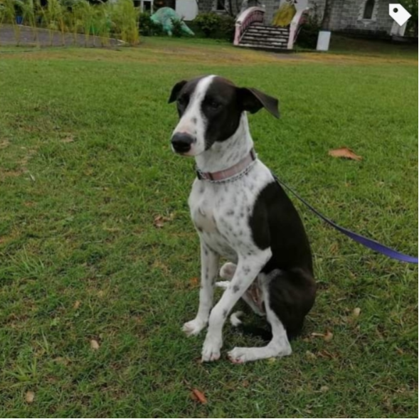 cartel de perro en_adopcion