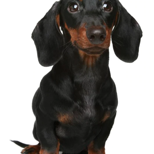 cartel de perro en_adopcion