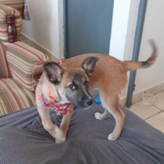 cartel de perro en_adopcion