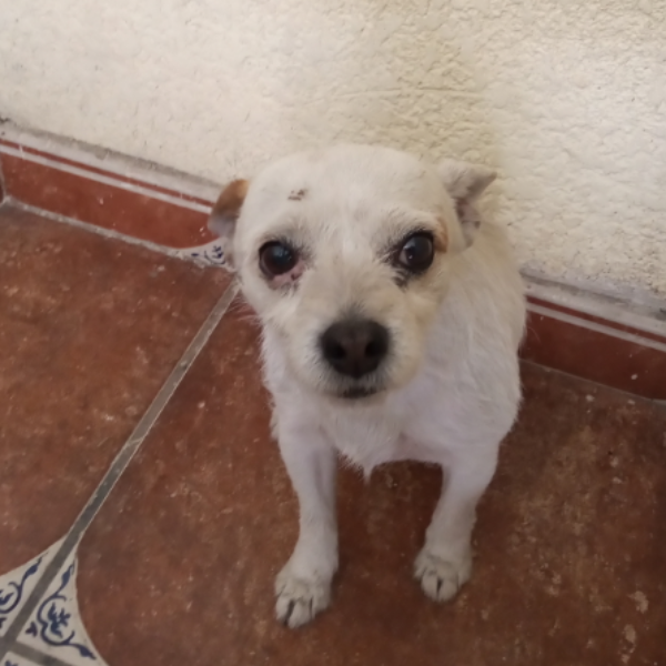 cartel de perro encontrado