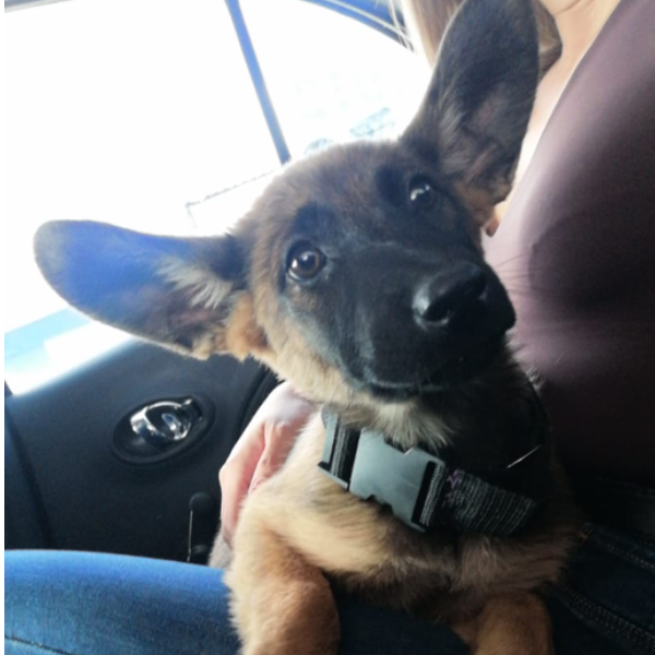 cartel de perro encontrado