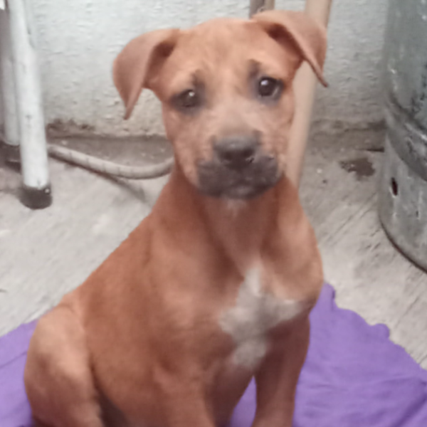 cartel de perro encontrado