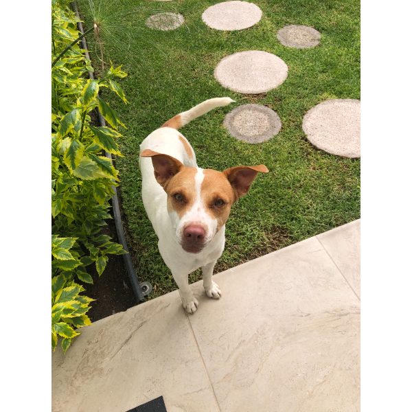 cartel de perro encontrado