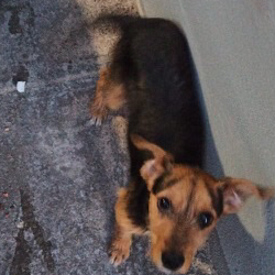 cartel de perro encontrado