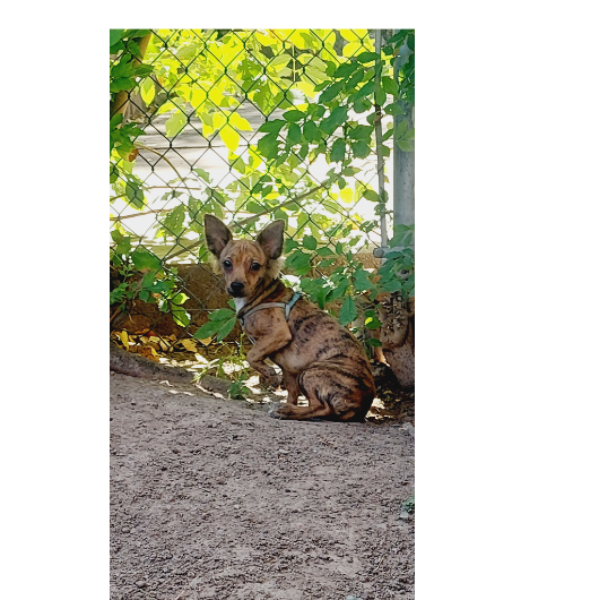 cartel de perro encontrado
