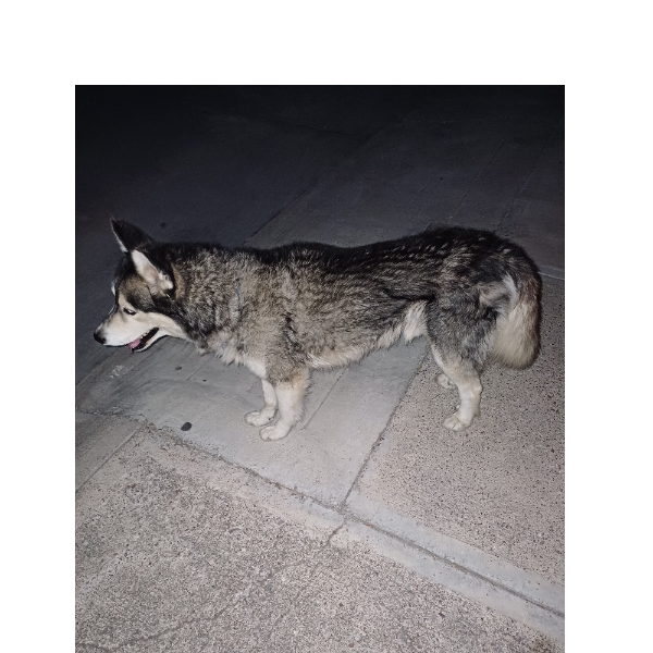 cartel de perro encontrado