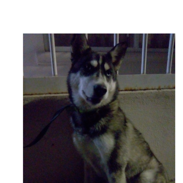 cartel de perro encontrado