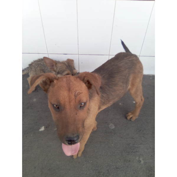 cartel de perro encontrado