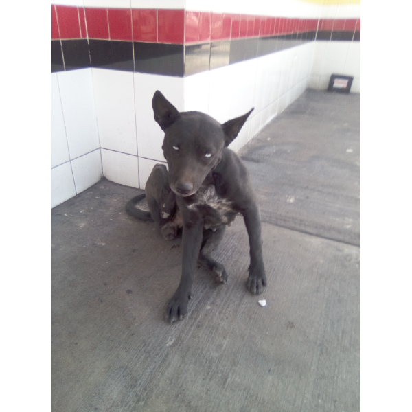 cartel de perro encontrado