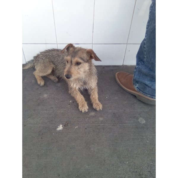 cartel de perro encontrado