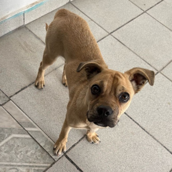 cartel de perro encontrado