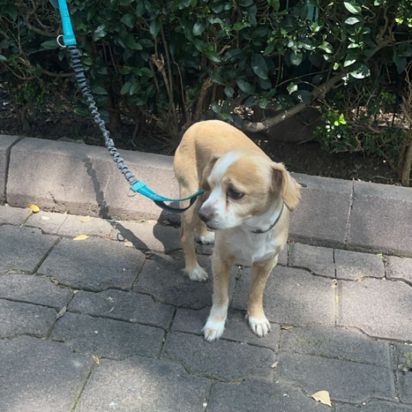 cartel de perro encontrado