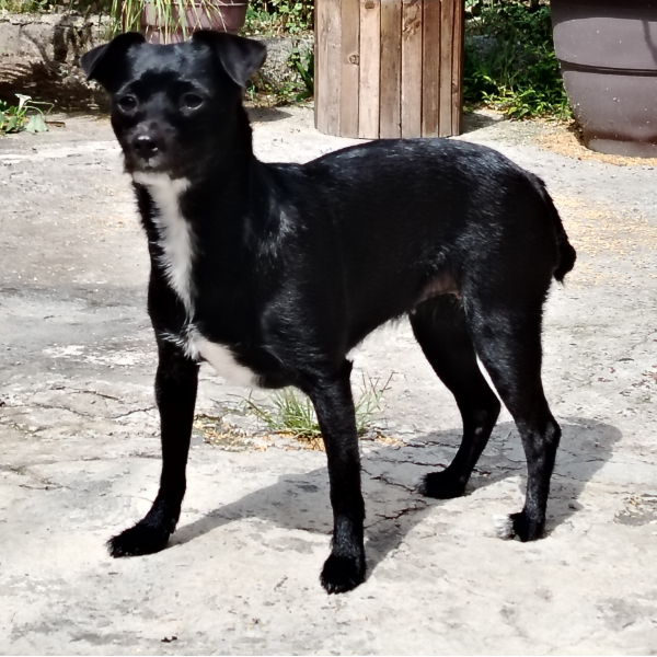 cartel de perro encontrado