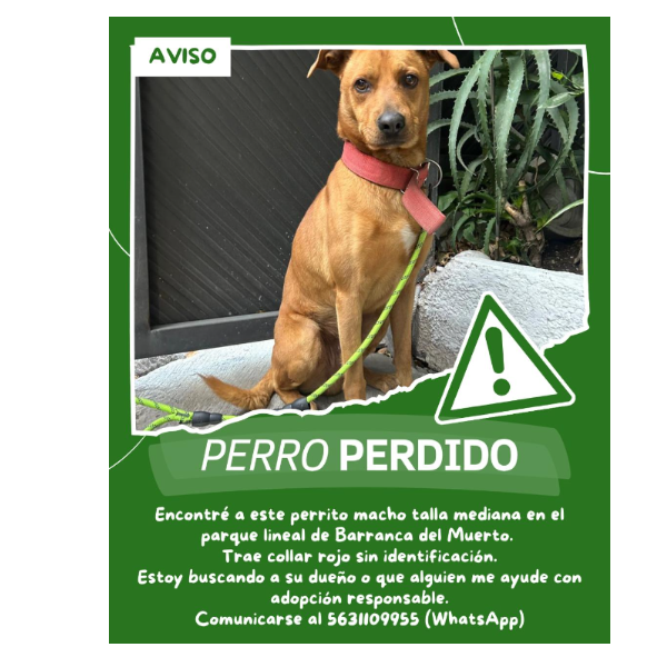 cartel de perro encontrado