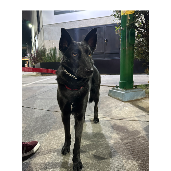 cartel de perro encontrado