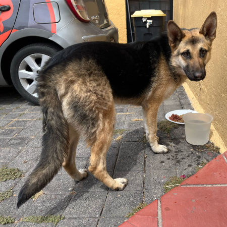 cartel de perro encontrado