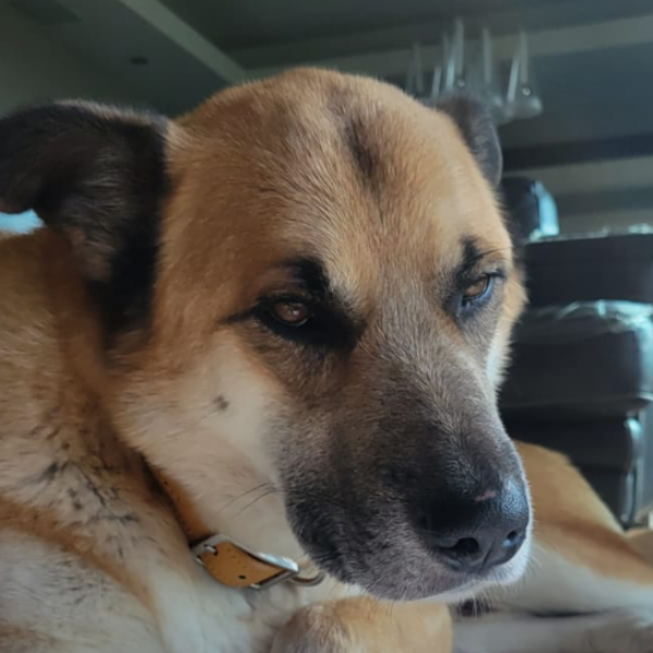 cartel de perro encontrado