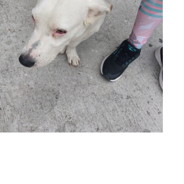 cartel de perro encontrado