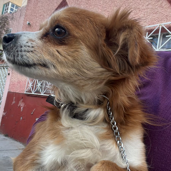 cartel de perro encontrado