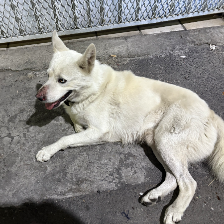 cartel de perro encontrado