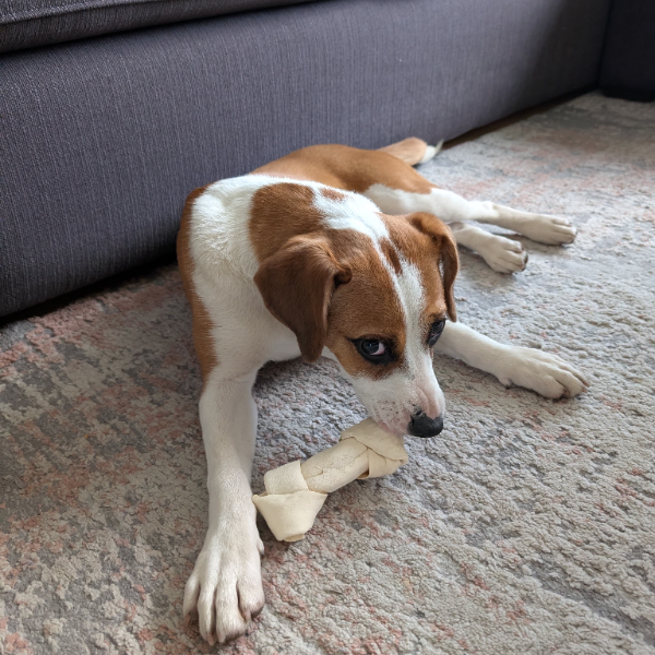 cartel de perro encontrado