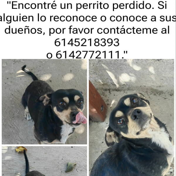 cartel de perro encontrado