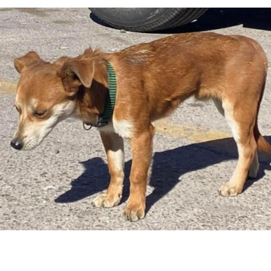 cartel de perro encontrado
