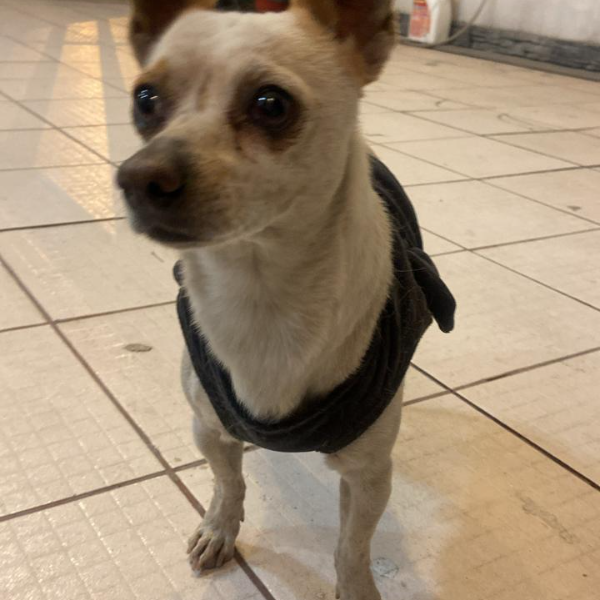 cartel de perro encontrado