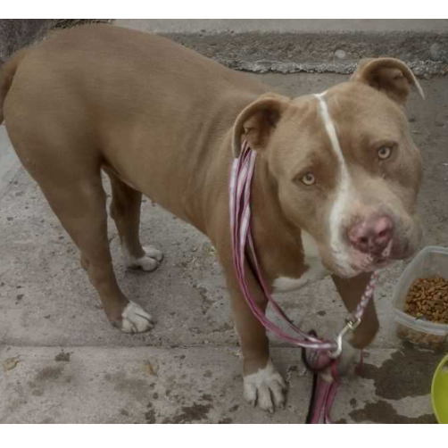 cartel de perro encontrado