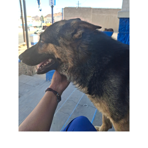 cartel de perro encontrado
