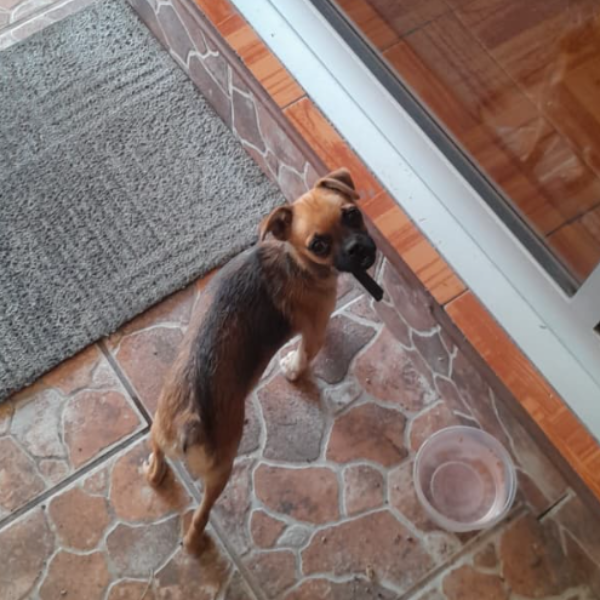 cartel de perro encontrado