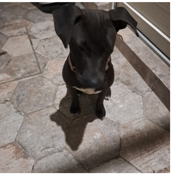 cartel de perro encontrado