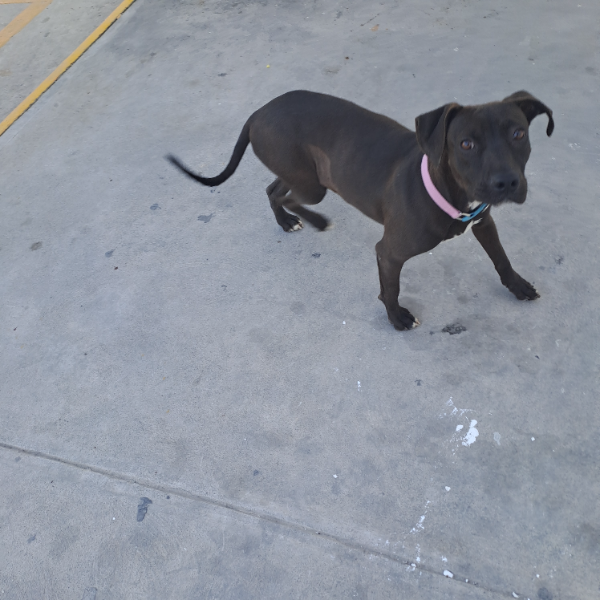 cartel de perro encontrado