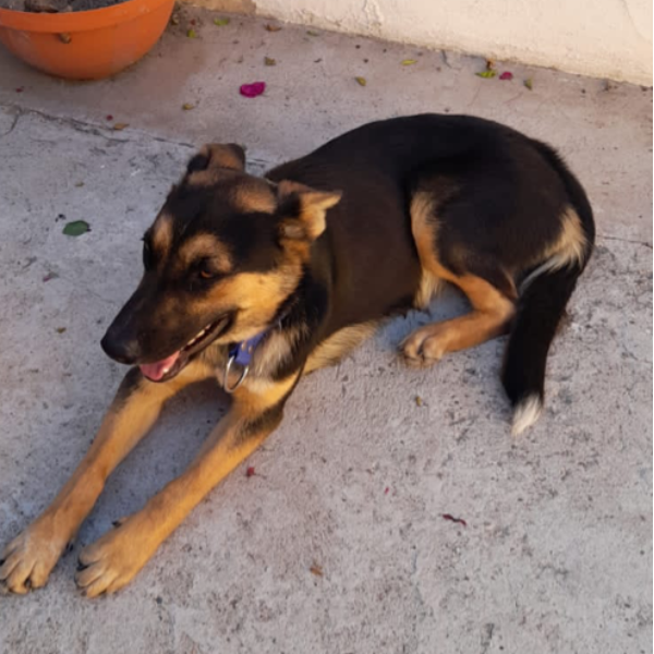 cartel de perro encontrado