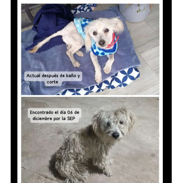 cartel de perro encontrado