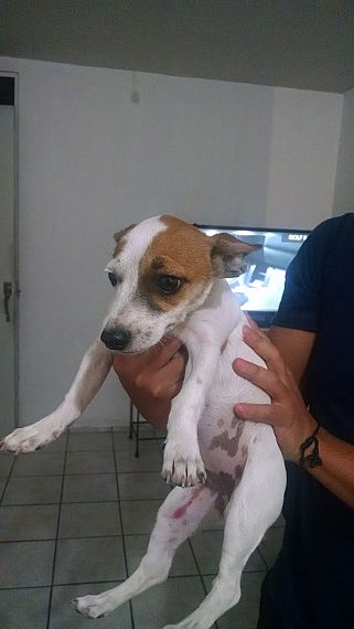 cartel de perro encontrado