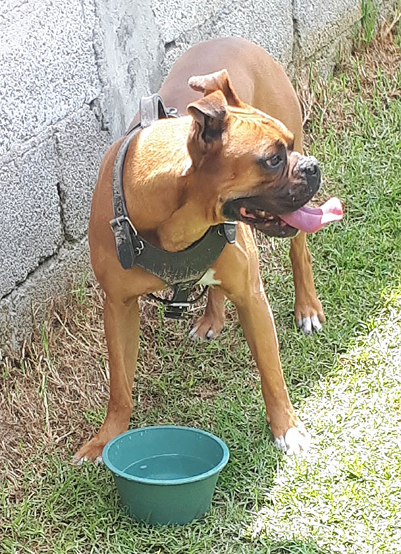 cartel de perro encontrado