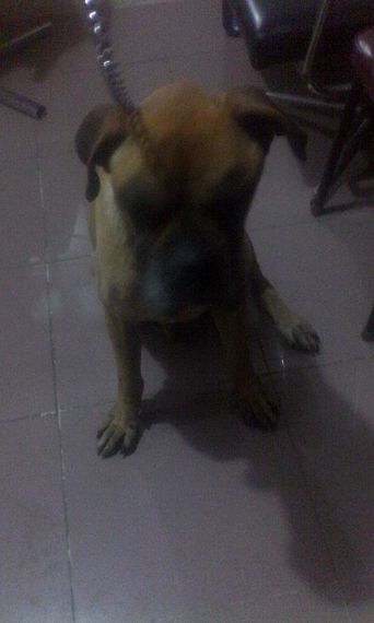 cartel de perro encontrado