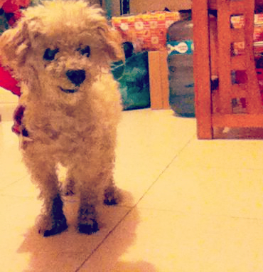 cartel de perro encontrado