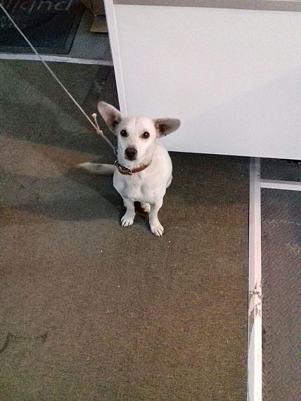 cartel de perro encontrado