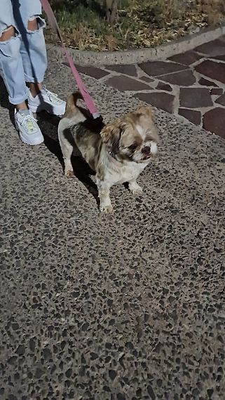 cartel de perro encontrado