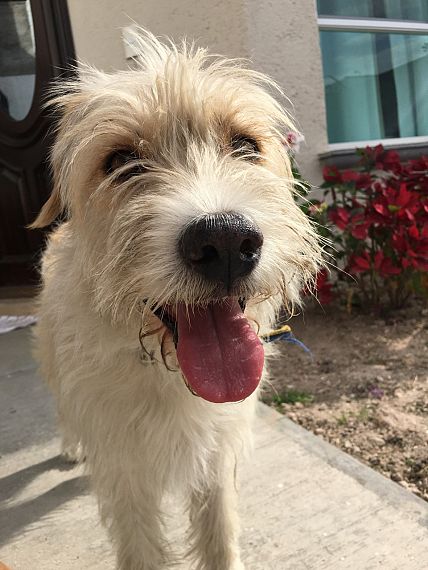 cartel de perro encontrado