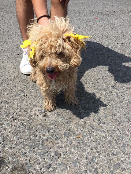 cartel de perro encontrado