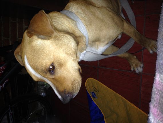 cartel de perro encontrado